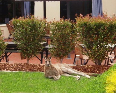 Alpha Hotel Canberra - Tourism TAS 1