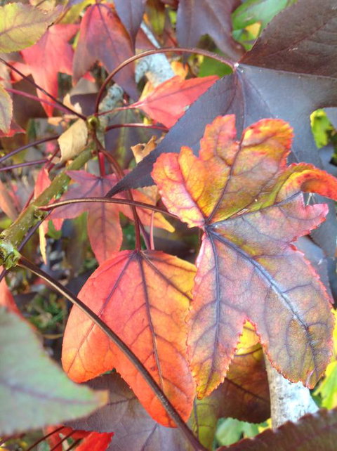 Altona Motel - Tourism TAS 2