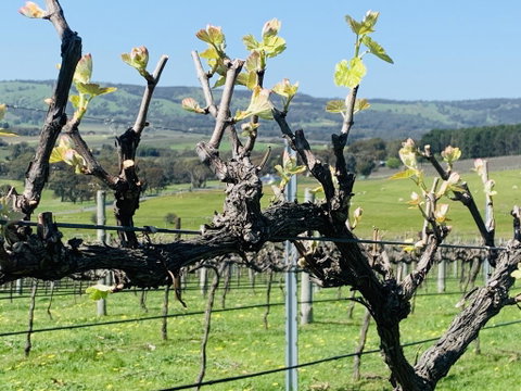 Amongst The Vines Deluxe Retreat - Tourism TAS 1