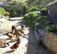 Anchorage Apartments - Hobart Tourism