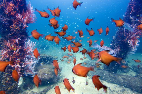 API Busselton Seaside Escape Apartments - Hobart Tourism 1