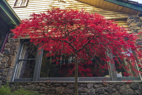 Arnica Views Summit Retreat - Tourism TAS 3