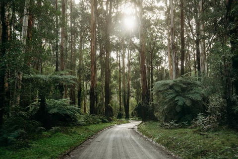 Luxury Treetop Escape With A Garden Glasshouse - Hobart Tourism 2