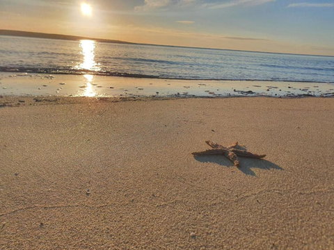 Matildas Of Kangaroo Island - Tourism TAS 1