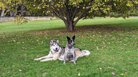 Mountain Culture Farm Stay - Pet Friendly - Hobart Tourism 2