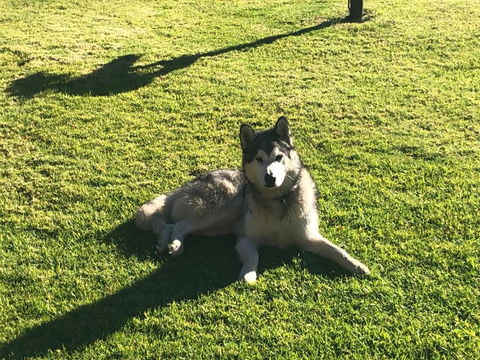 Mountain Culture Farm Stay - Pet Friendly - Hobart Tourism 3