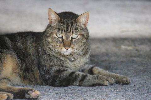 Avoca Park - Tourism TAS 3