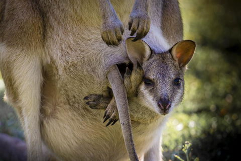 Bamurru Plains - Hobart Tourism 3