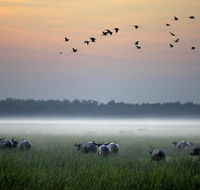 Bamurru Plains - Tourism TAS
