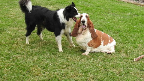 Barklysuites Apartments - Hobart Tourism 2