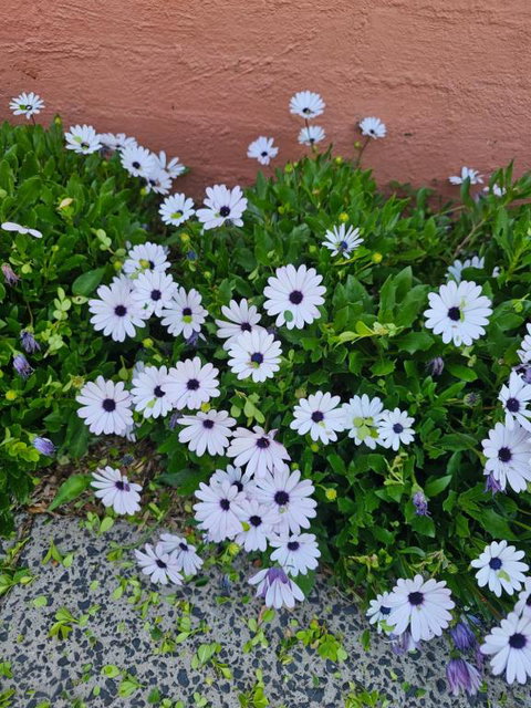 Reverie - Tourism TAS 2