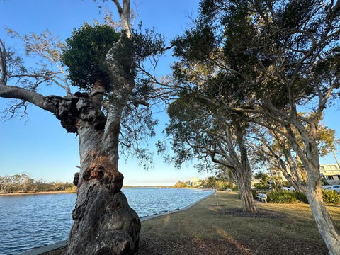 River Gum Apartment - Hobart Tourism 2