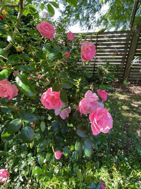 Rosehaven On Rosebud - Tourism TAS 1