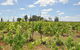 Beggars Bridge Vineyard Homestead W/ Pool + Wifi + Tennis + Vineyard - thumb 2