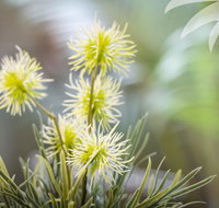 Bessou - Hobart Tourism