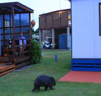 BIG4 Kelso Sands Holiday  Native Wildlife Park - Tourism TAS
