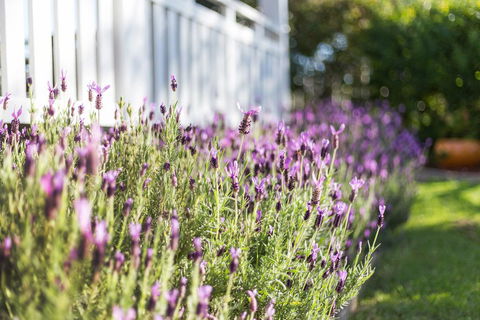 BIRCHES B&B - Hobart Tourism 3