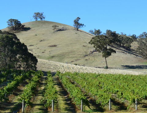 Blue House At Mountainside Wines - Tourism TAS 3