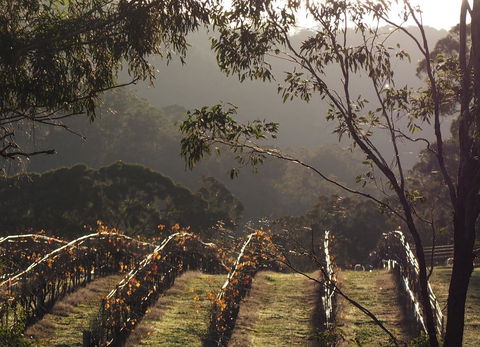 Blue House At Mountainside Wines - Tourism TAS 2