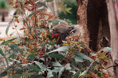 Yanchep & Lancelin - Wildlife, Cave And Sands - Hobart Tourism 1