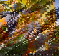 Full Day Tamar Valley Wine Tour - Hobart Tourism