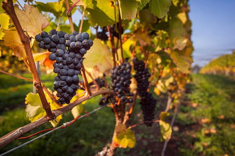 Half Day Tamar Valley Wine Tour - Tourism TAS 1