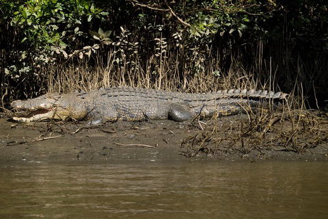5-Day Best Of Cairns With Daintree, Kuranda, And Great Barrier Reef - Hobart Tourism 5