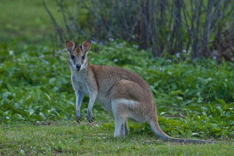 Cairns 4WD Waterfall And Rainforest Tour Including Kuranda Scenic Railway - Tourism TAS 2