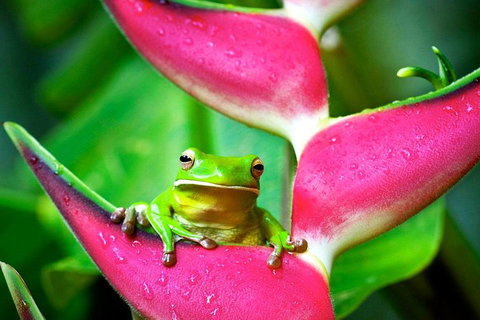 3-Day Best Of Cairns Combo: The Daintree Rainforest, Great Barrier Reef, And Kuranda - Tourism TAS 0