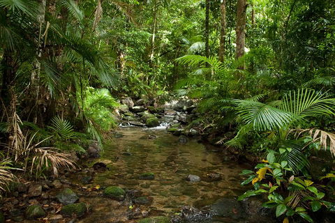 Cairns Reef And Rainforest Combo: Daintree Rainforest And The Great Barrier Reef - Hobart Tourism 1