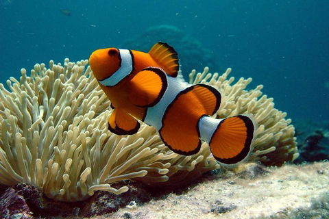Cairns Reef And Rainforest Combo: Daintree Rainforest And The Great Barrier Reef - Hobart Tourism 2