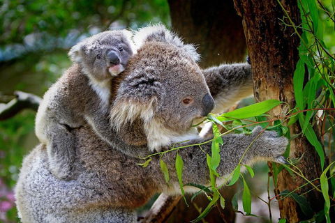 1 Day Exclusively Private Tour Of Phillip Island & The Penguin Parade - Hobart Tourism 2