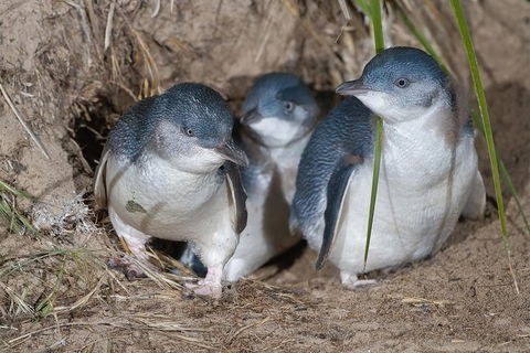 1 Day Exclusively Private Tour Of Phillip Island & The Penguin Parade - Hobart Tourism 5