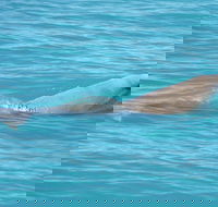 Snubfin Dolphin Eco Cruise from Broome - Hobart Tourism