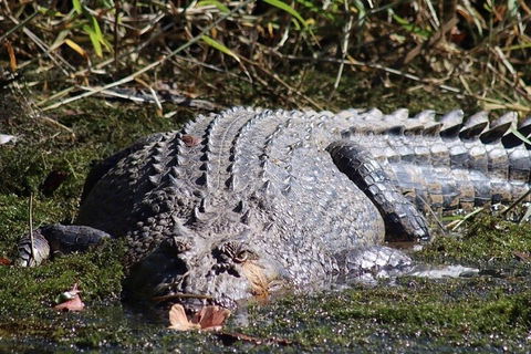 Full Day Tour In The Daintree - Tourism TAS 0