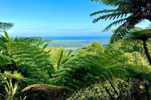Full Day Tour In The Daintree - Tourism TAS 5