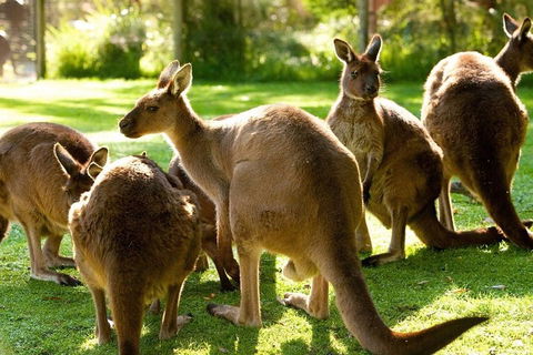 Melbourne City Card (3 Days): Visit Unlimited Attractions! - Hobart Tourism 4