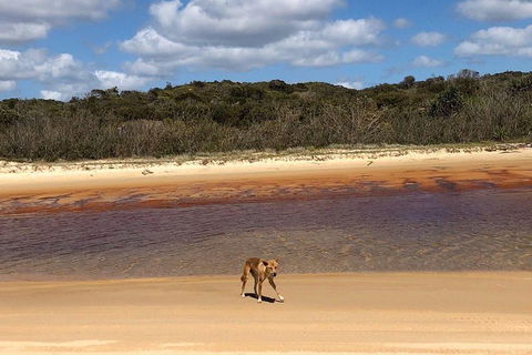 Pippies 3 Days 2 Nights Fraser Island Tour - Tourism TAS 2