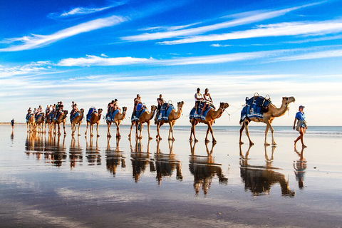 Broome Pre-sunset Camel Tour 30 Minutes - Hobart Tourism 2