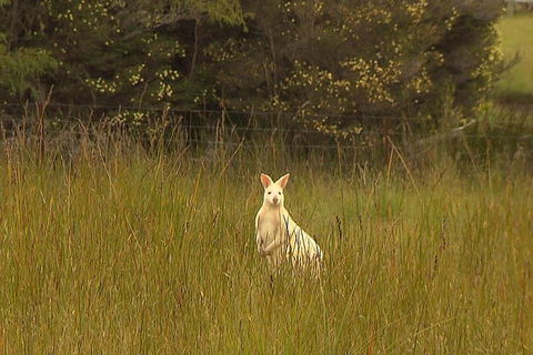 Bruny Island Day Trip From Hobart - Hobart Tourism 5