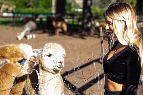 O'Reilly's & Lamington National Park Incl. Alpaca Farm + Vineyard - Hobart Tourism 3