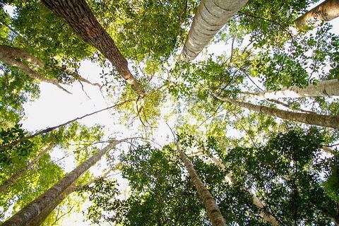 Fraser Island 4WD Tour From Noosa - Tourism TAS 0