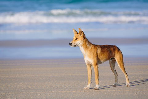 Fraser Island 4WD Tour From Noosa - Tourism TAS 5
