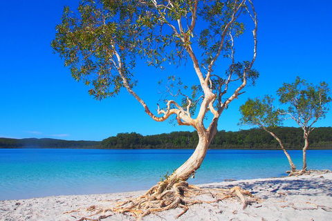 Fraser Island 4WD Tour From Rainbow Beach - Hobart Tourism 5