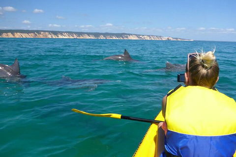 Kayak With Dolphins And 4WD Great Beach Drive Day Trip From Noosa - Hobart Tourism 1