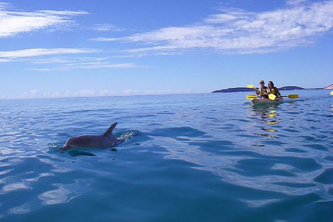 Kayak With Dolphins And 4WD Great Beach Drive Day Trip From Noosa - Hobart Tourism 2