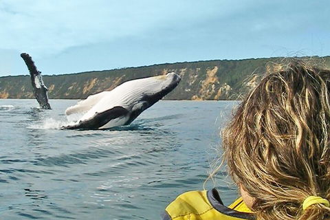 Kayak With Dolphins And 4WD Great Beach Drive Day Trip From Noosa - Hobart Tourism 3