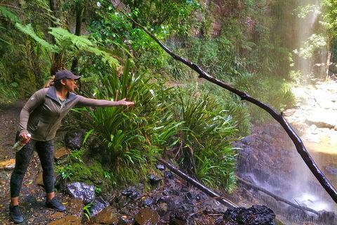 Rainforest & Waterfalls Extravaganza - Tourism TAS 4