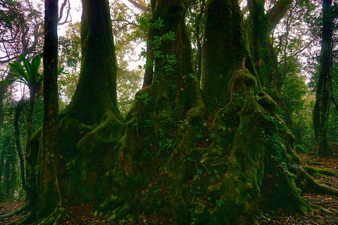 Private Tour - Rainforest & Waterfalls Extravaganza - Hobart Tourism 5