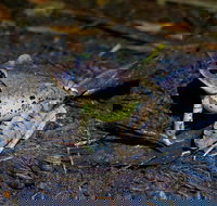 Glow Worms Private Tour - Nocturnal Rainforest Walk - Tourism TAS